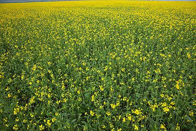 《华纳大乱斗》新增角色：勒布朗·詹姆斯&瑞克和莫蒂